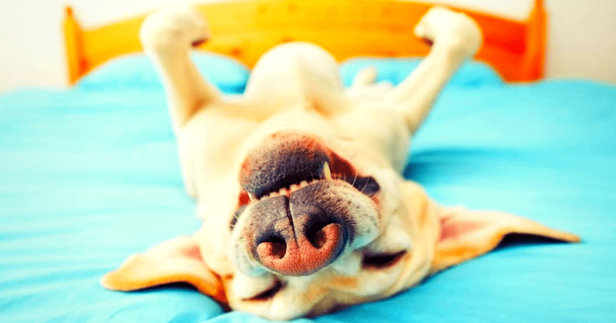 Here Are 7 Dog Sleeping Positions and What They Mean