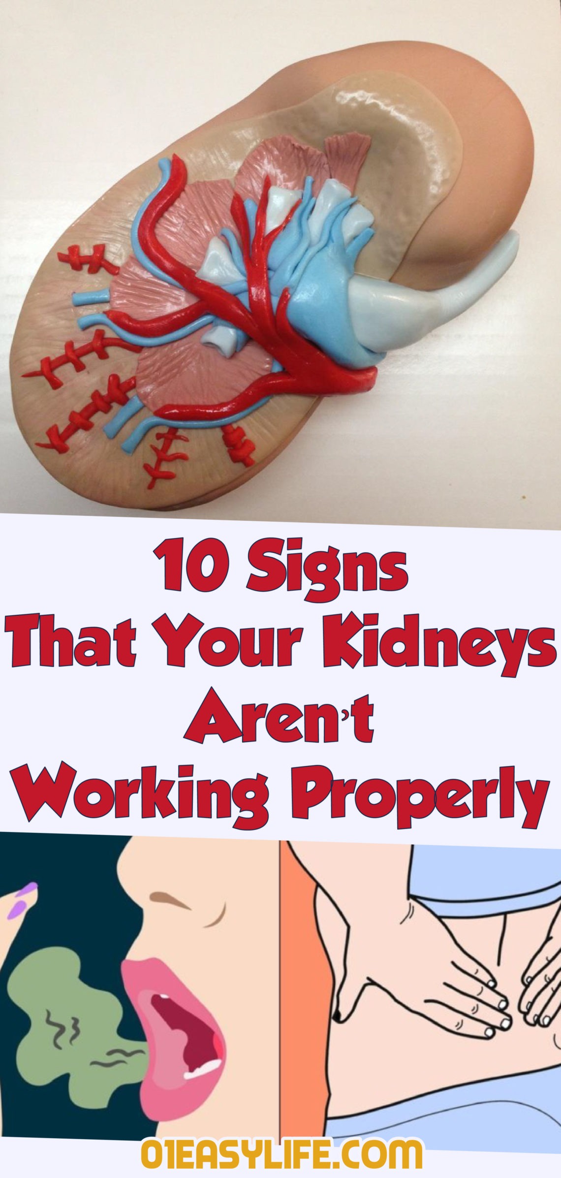 What Happens If Your Kidneys Stop Working