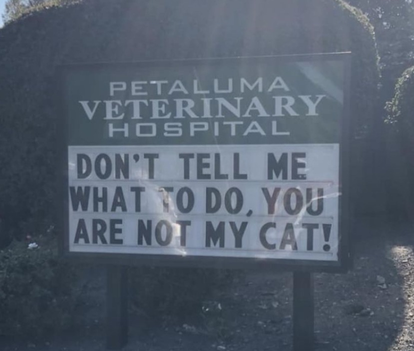 18 of the Most Accurate Cat Jokes That Vet Clinics Have Put Up On Their Signs