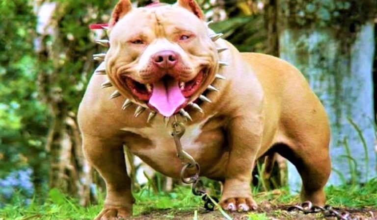 10-most-dangerous-dog-breeds-page-3-01-easy-life