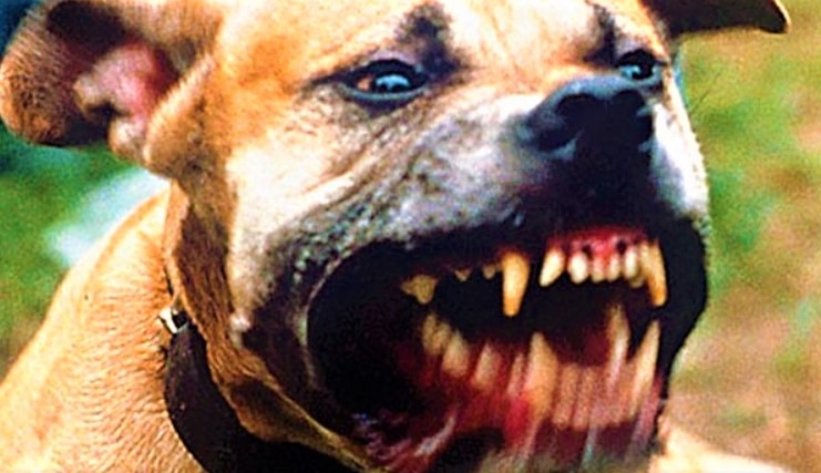 10 MOST DANGEROUS DOG BREEDS1