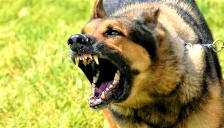 10 MOST DANGEROUS DOG BREEDS