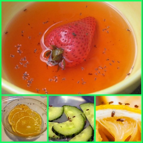 Image of a homemade fruit fly trap surrounded by fresh fruits and vinegar. Effective DIY fruit fly traps for fruit fly elimination and organic fruit fly control.