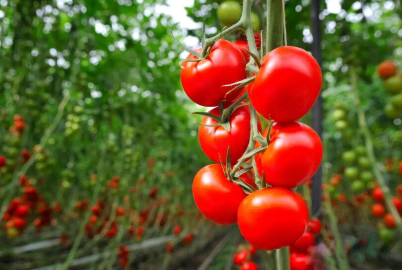 a ripe red tomato growing on a vine in a garden Discover the joys of growing tomatoes at home with our comprehensive guide. Learn about choosing the right tomato variety, soil preparation, planting techniques, watering and fertilizing, pest and disease control, harvesting and storage, and creative recipe ideas. Plus, find out why homegrown tomatoes are superior to store-bought.