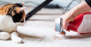 Keep your home clean with these effective tips for cleaning wool carpets and removing stains from furniture. Learn how to use natural products like Marseille soap, white vinegar, and baking soda to remove stubborn stains.