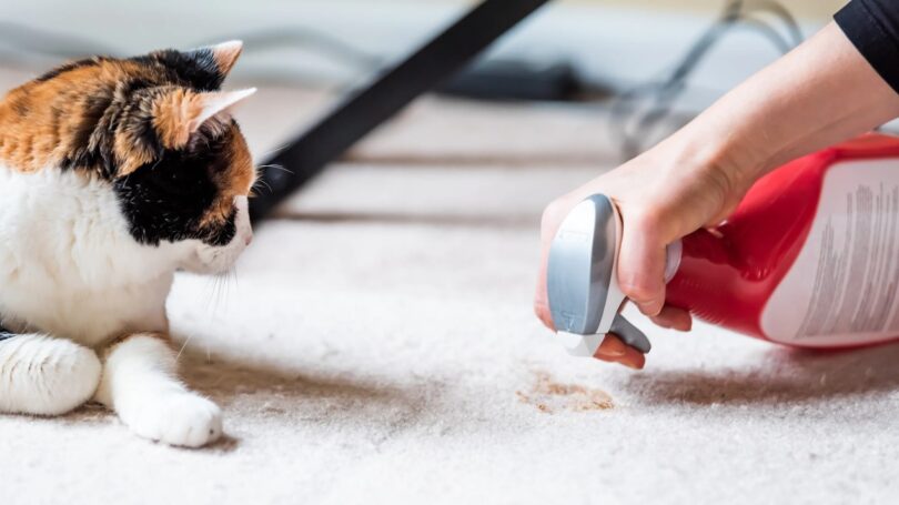 Keep your home clean with these effective tips for cleaning wool carpets and removing stains from furniture. Learn how to use natural products like Marseille soap, white vinegar, and baking soda to remove stubborn stains.