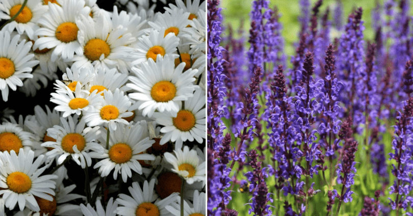 A visually appealing backyard meadow adorned with native plants, providing a haven for pollinators and showcasing the beauty of nature-friendly landscaping.