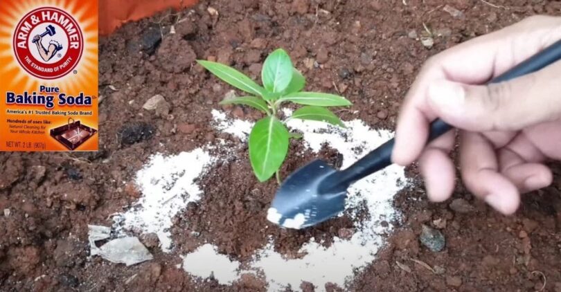 Baking soda in the garden