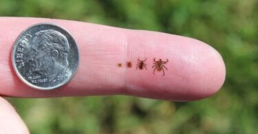 Natural Ways to Keep Ticks at Bay