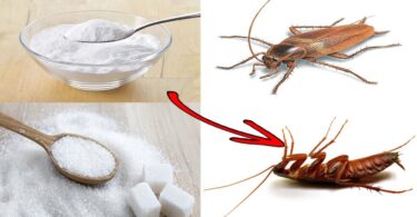 How to keep insects away from the house with baking soda