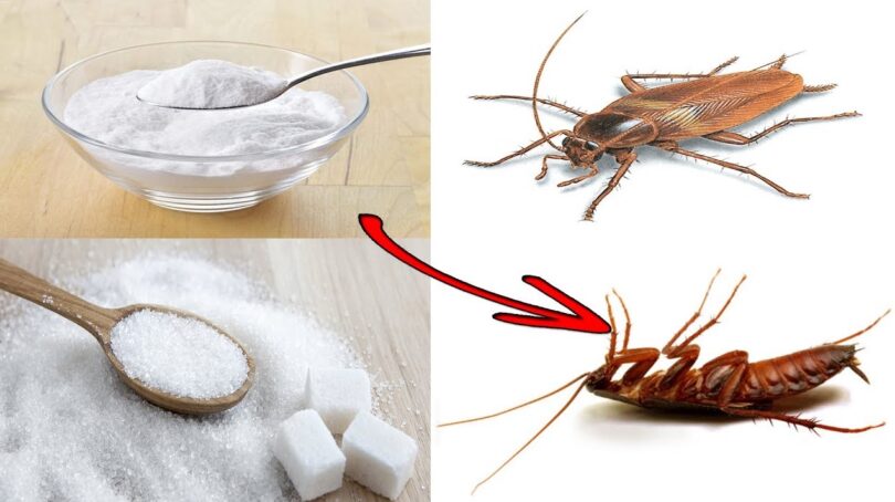 how-to-keep-insects-away-from-the-house-with-baking-soda-easy-recipes