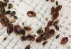 Natural Remedy for the Bedbug Issue2