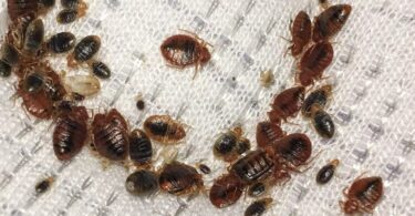 Natural Remedy for the Bedbug Issue2