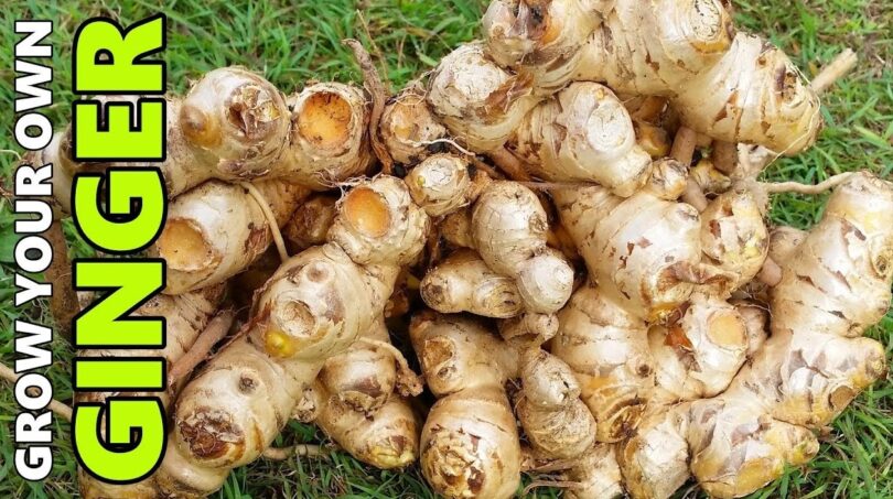 Growing Ginger in Water