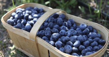 growing your own blueberries instead of buying them