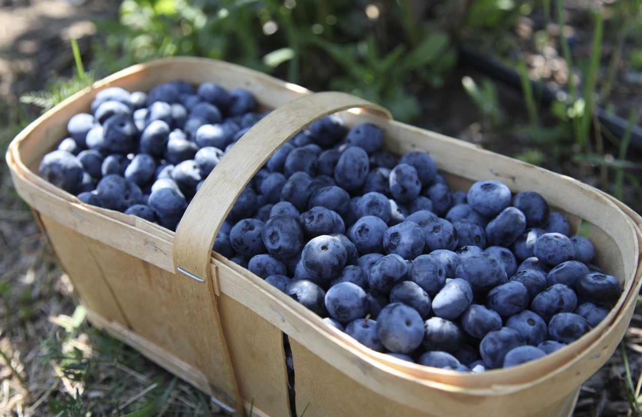 growing your own blueberries instead of buying them