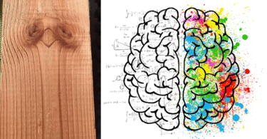 The image above shows a piece of wood with natural patterns resembling the shape of a brain. This visual metaphor highlights the organic and interconnected nature of brain function, emphasizing that both hemispheres contribute to our cognitive abilities in a harmonious and integrated manner.