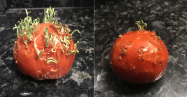 Tomato Vivipary