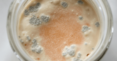 Mold on Sourdough Starter