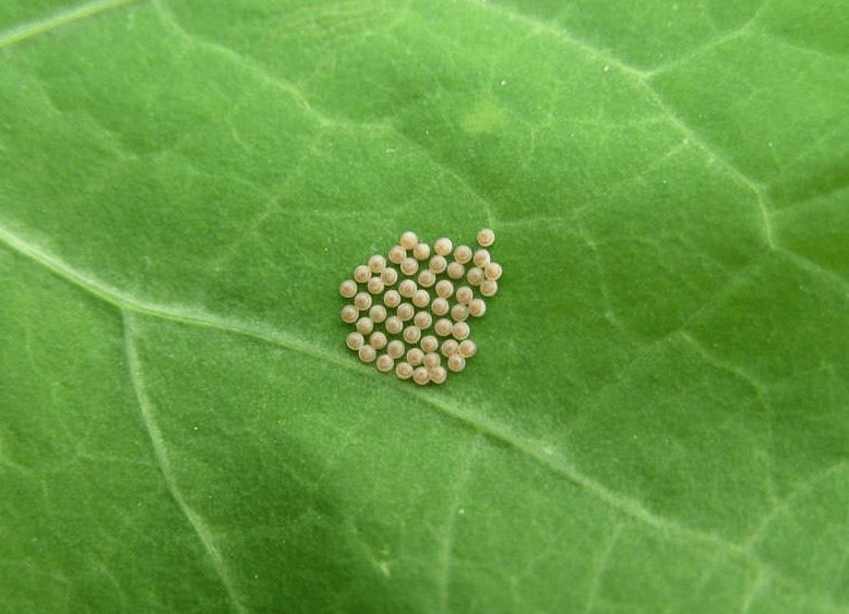 Tiny Eggs Found on My Egg – What Are They?! - Easy Recipes