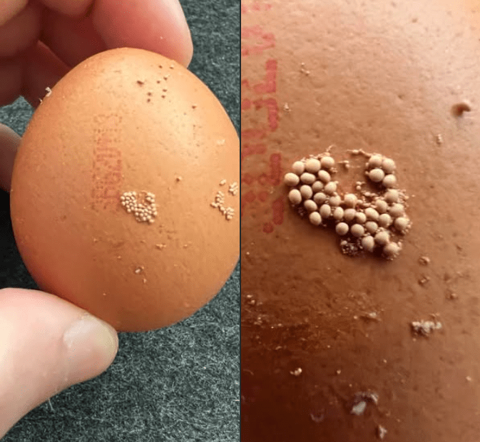 Tiny Eggs Found on My Egg – What Are They?! - Easy Recipes